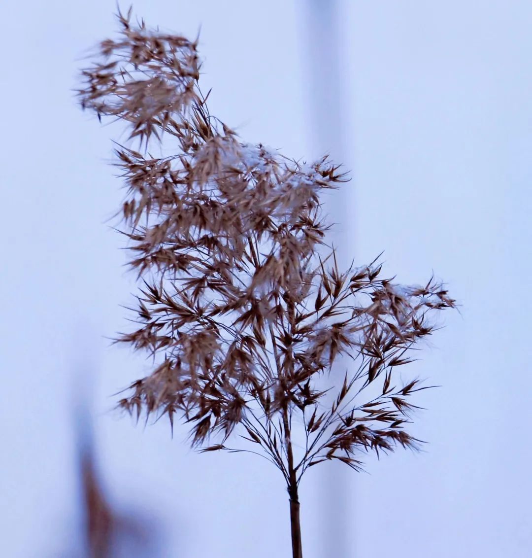 你那里下雪了吗？
