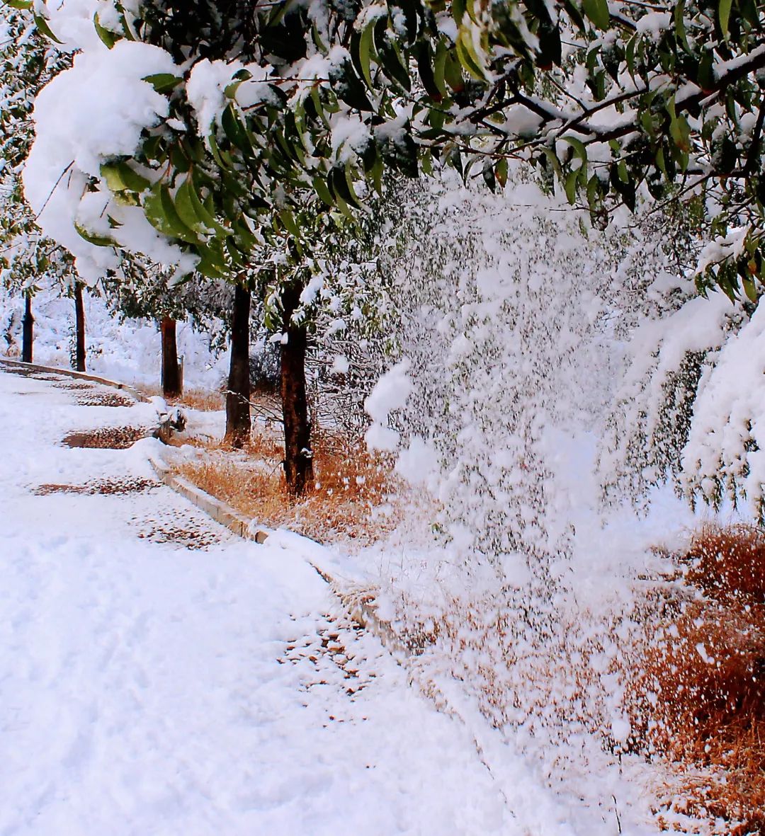 你那里下雪了吗？