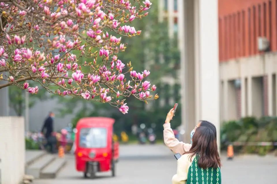 阳春三月繁花盛！