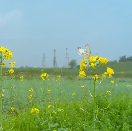 今日春分，宜赏春。