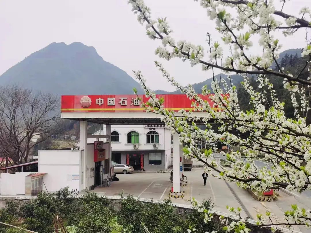 今日春分，宜赏春。