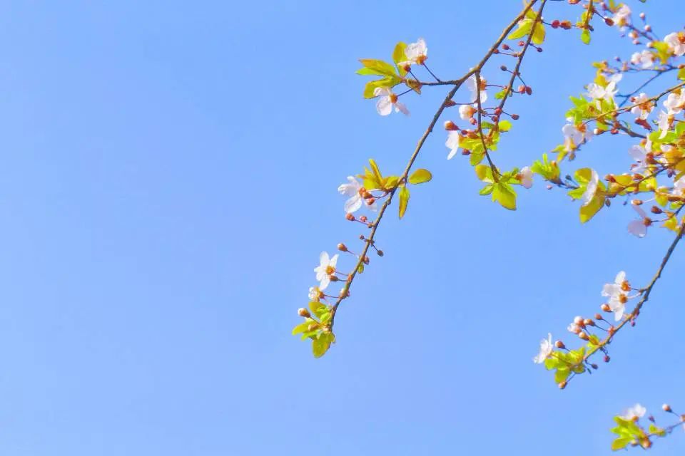 阳春三月繁花盛！
