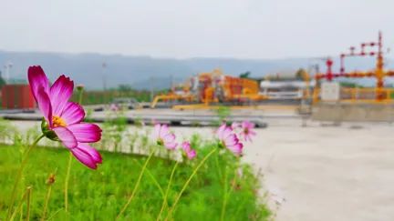 今日春分，宜赏春。