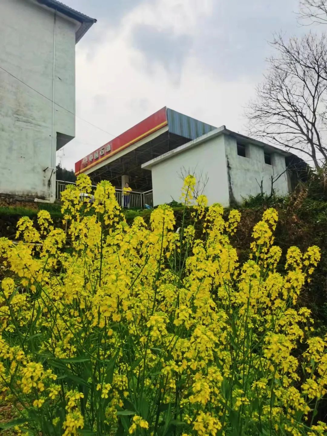 今日春分，宜赏春。