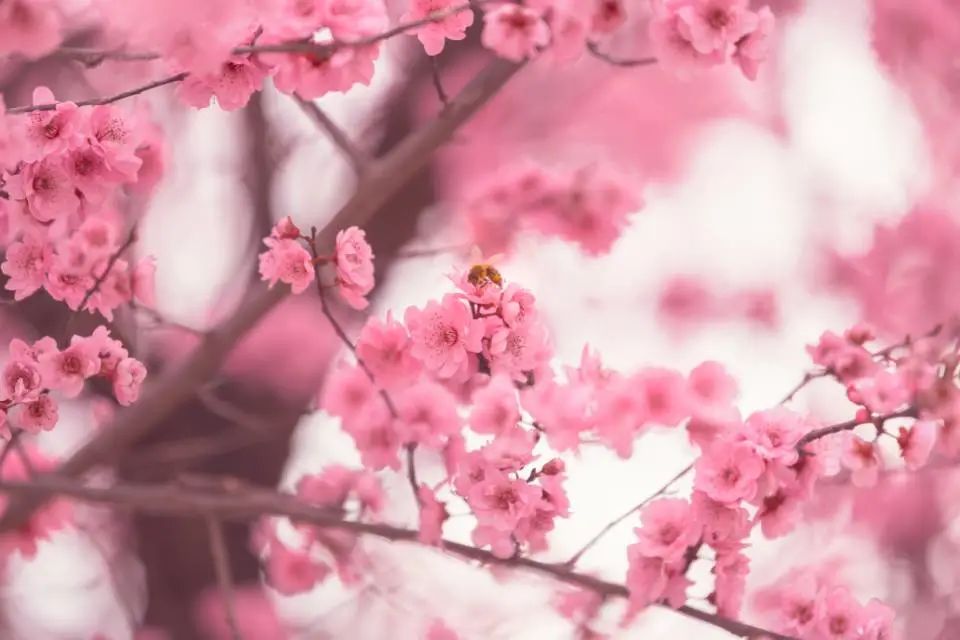阳春三月繁花盛！