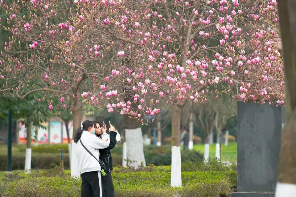 阳春三月繁花盛！
