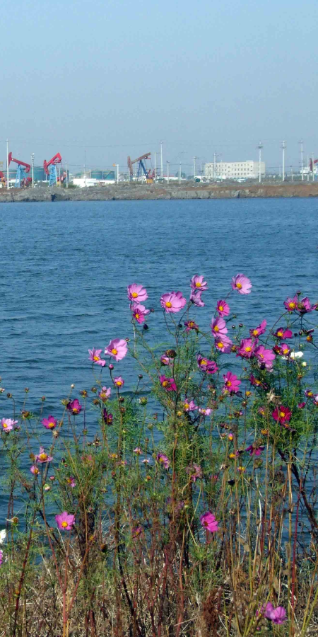 今日春分，宜赏春。