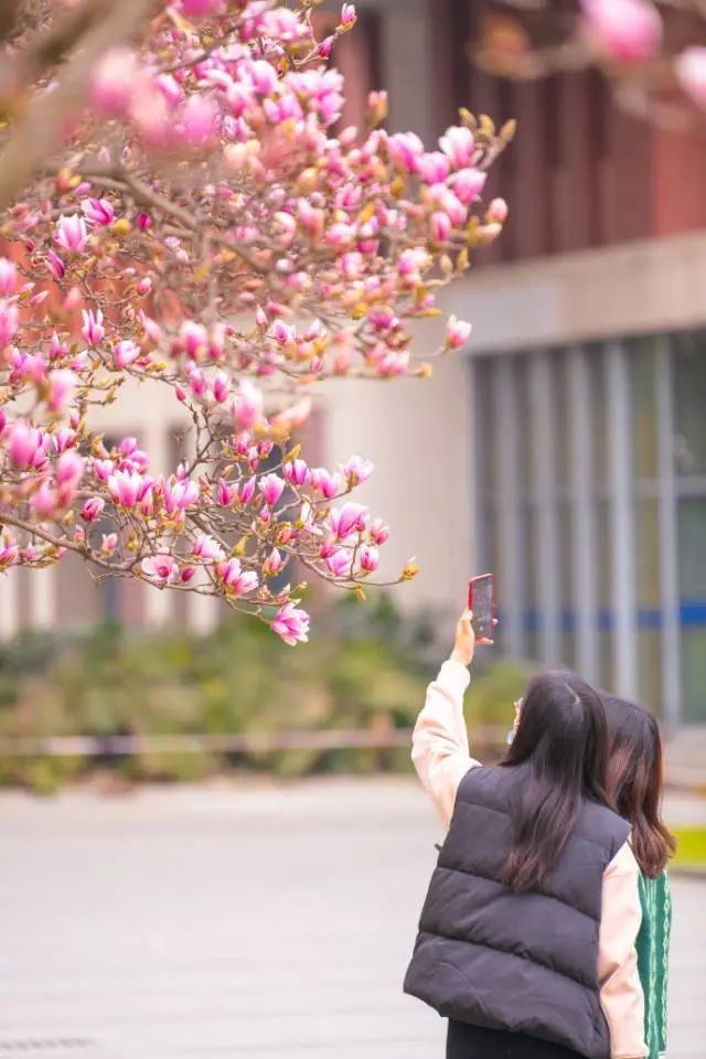 阳春三月繁花盛！