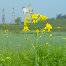 今日春分，宜赏春。