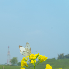今日春分，宜赏春。