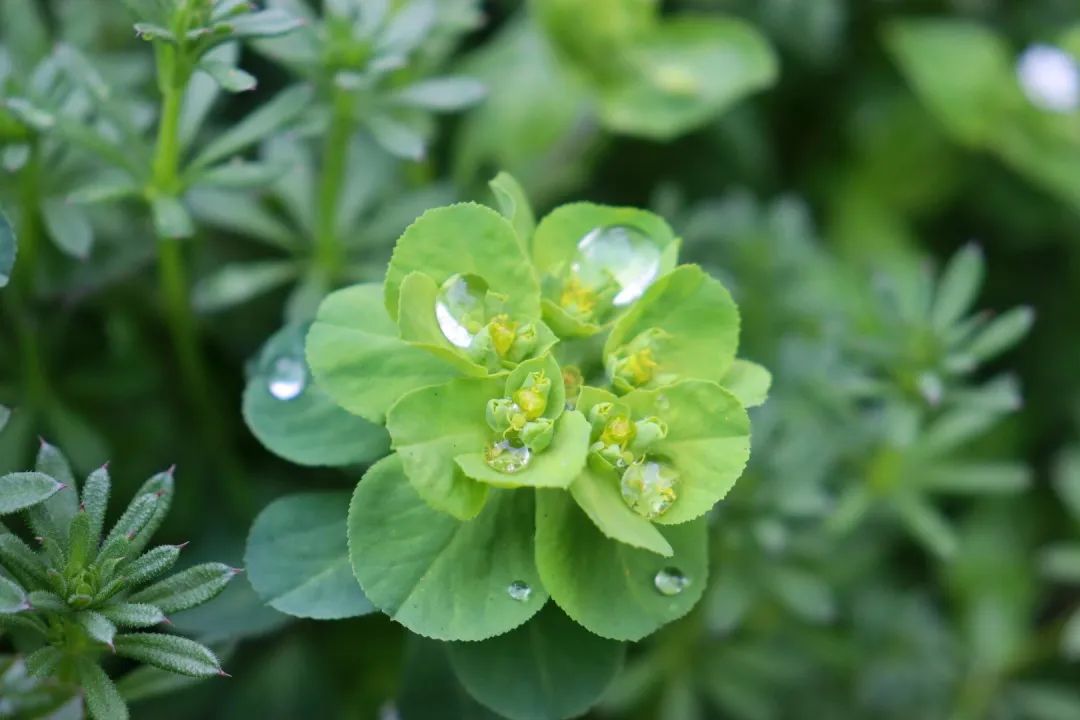 惊蛰 | 微雨众卉新，一雷惊蛰始