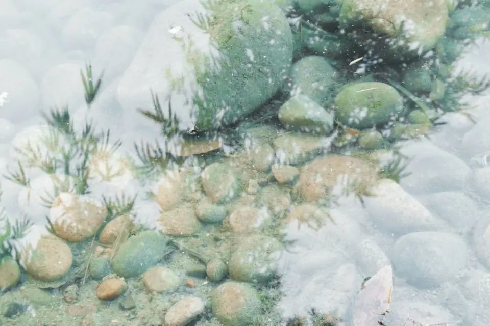 阳春三月繁花盛！