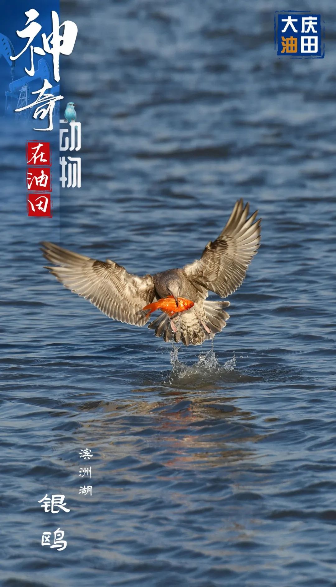 #微信农场#我来也