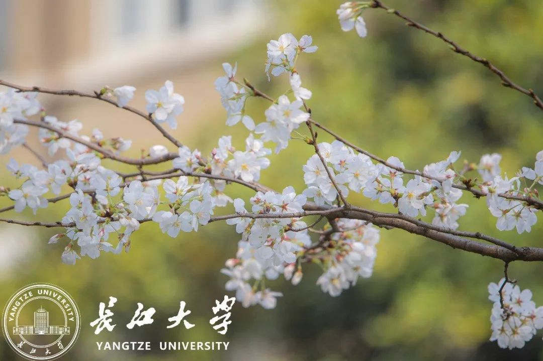 长大春日壁纸派送中