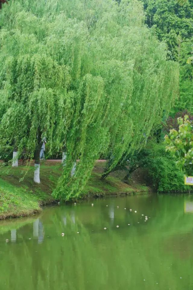 清明踏青，不忘来路