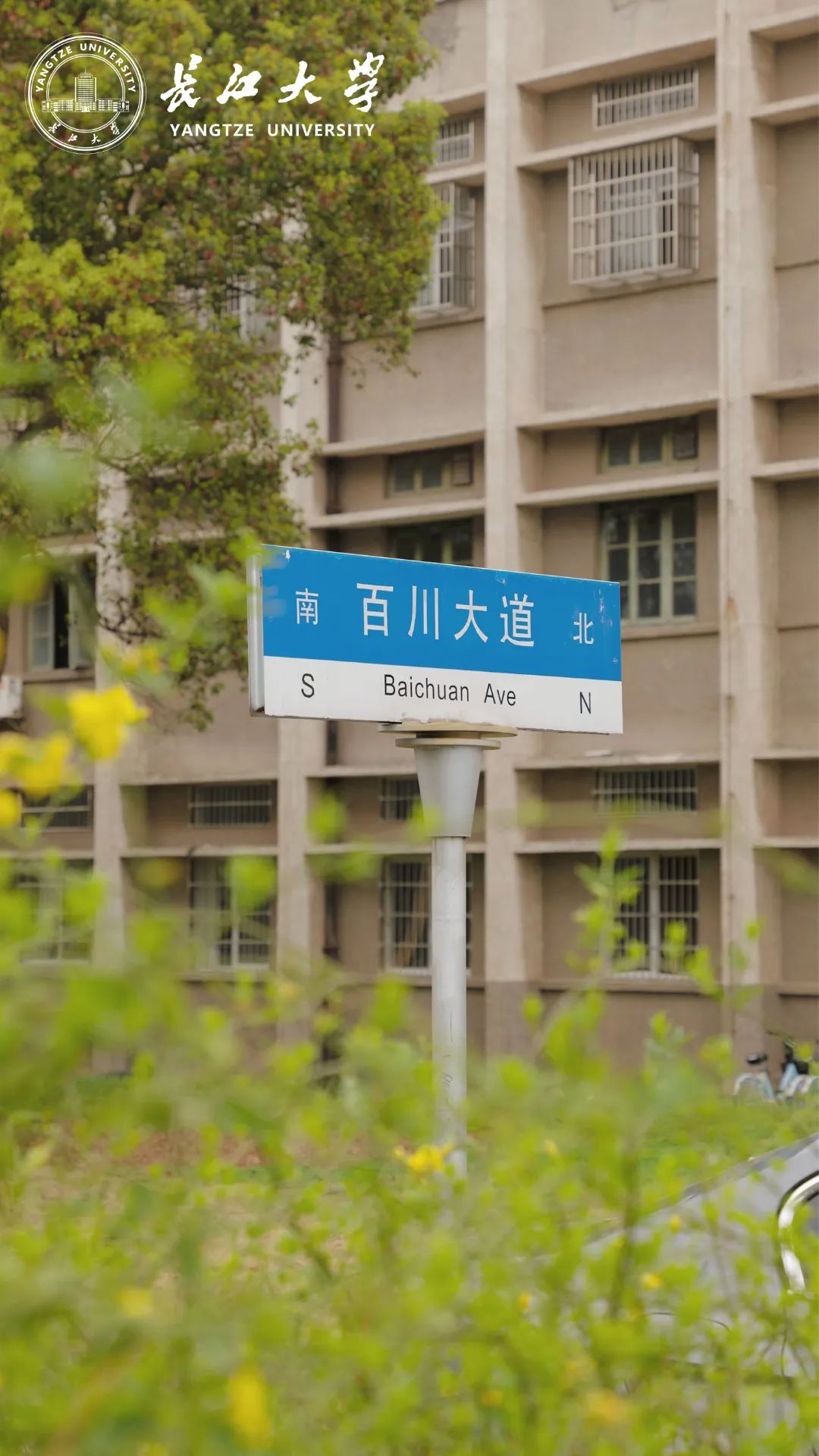 长大春日壁纸派送中