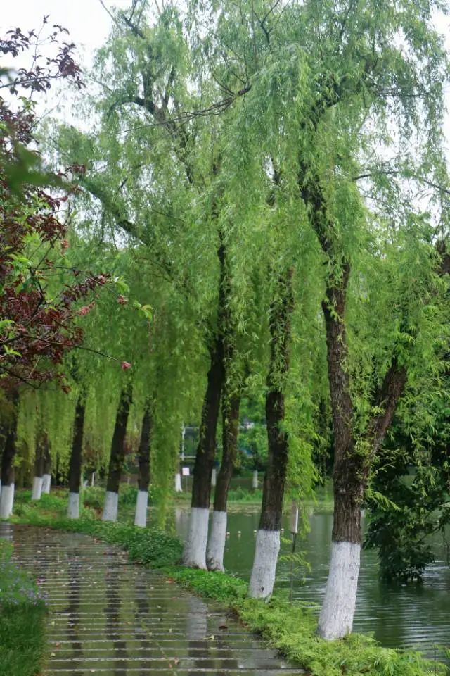 清明踏青，不忘来路