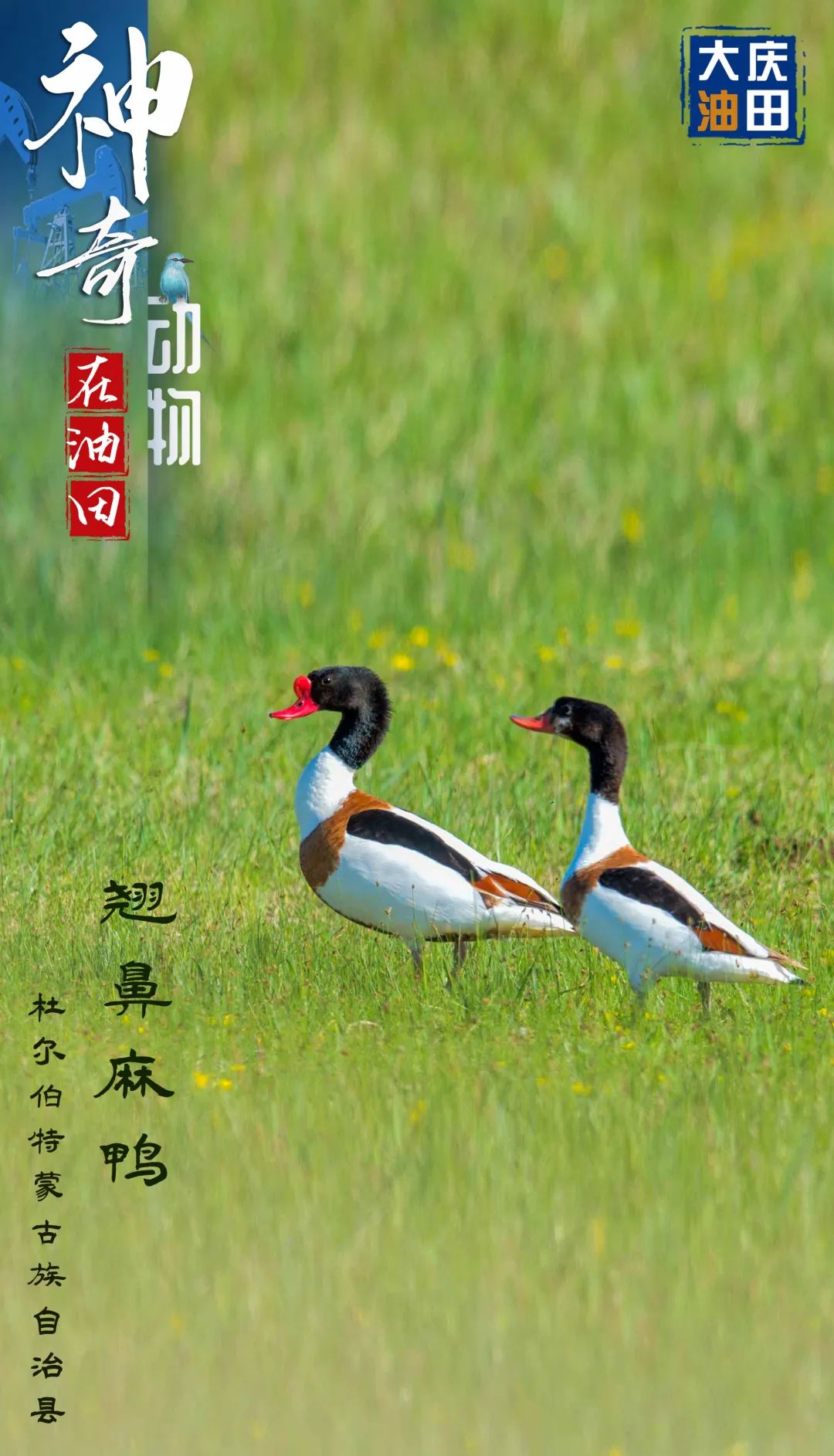 #微信农场#我来也