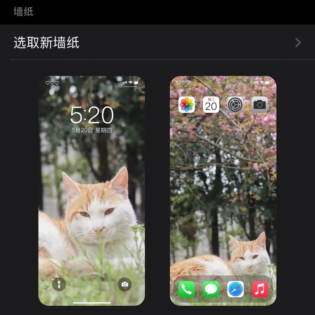 长大春日壁纸派送中