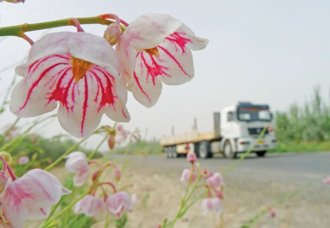 全国首条零碳沙漠公路慢直播正式开播！